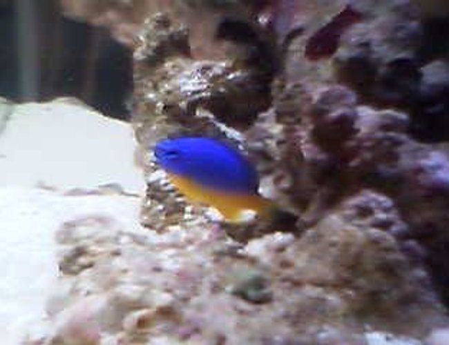saltwater fish - chrysyptera taupou - fiji blue devil damselfish stocking in 10 gallons tank - tommy upclose and personal saltwater fish - chrysyptera taupou - fiji blue devil damselfish stocking in 10 gallons tank - tommy upclose and personal