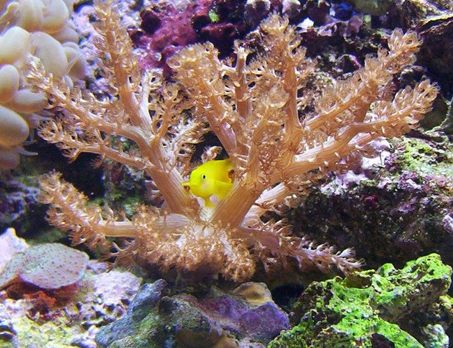 saltwater fish - gobiodon okinawae - clown goby, yellow stocking in 65 gallons tank - another one kenya tree. saltwater fish - gobiodon okinawae - clown goby, yellow stocking in 65 gallons tank - another one kenya tree.