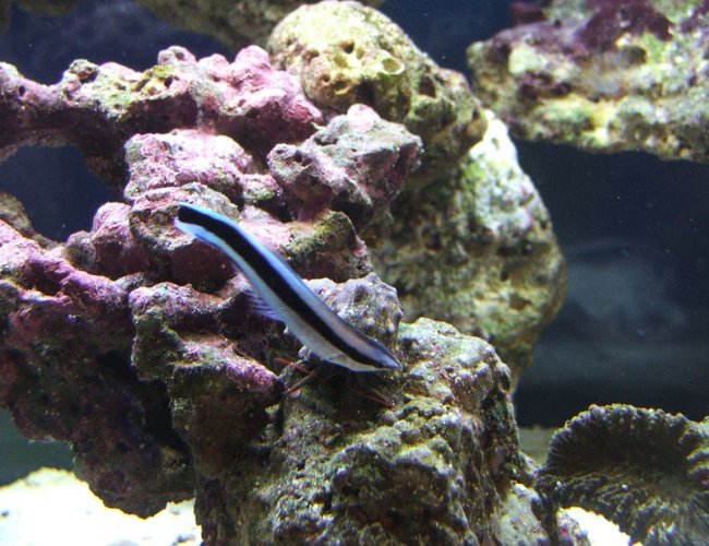 saltwater fish - plotosus lineatus - coral catfish stocking in 40 gallons tank - Zoomi the Cleaner Wrasse saltwater fish - plotosus lineatus - coral catfish stocking in 40 gallons tank - Zoomi the Cleaner Wrasse