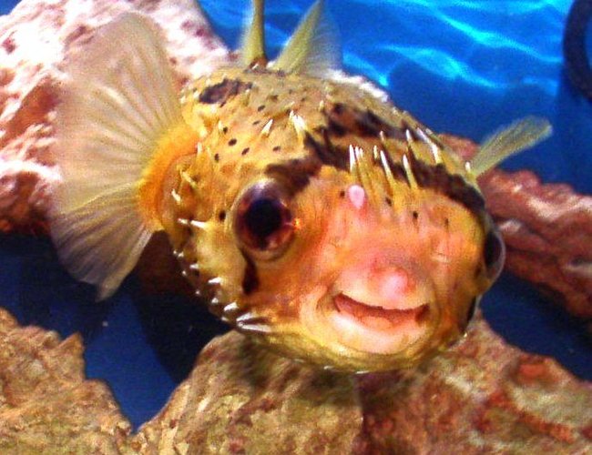 saltwater fish - diodon holocanthus - porcupine puffer stocking in 55 gallons tank - My Porcupine Puffer saltwater fish - diodon holocanthus - porcupine puffer stocking in 55 gallons tank - My Porcupine Puffer
