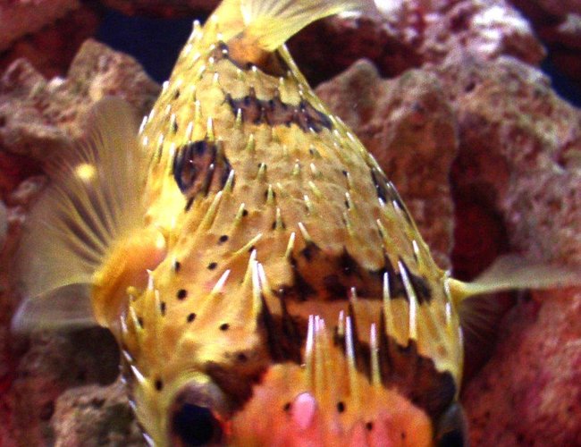 saltwater fish - diodon holocanthus - porcupine puffer stocking in 55 gallons tank - My Porcupine Puffer saltwater fish - diodon holocanthus - porcupine puffer stocking in 55 gallons tank - My Porcupine Puffer