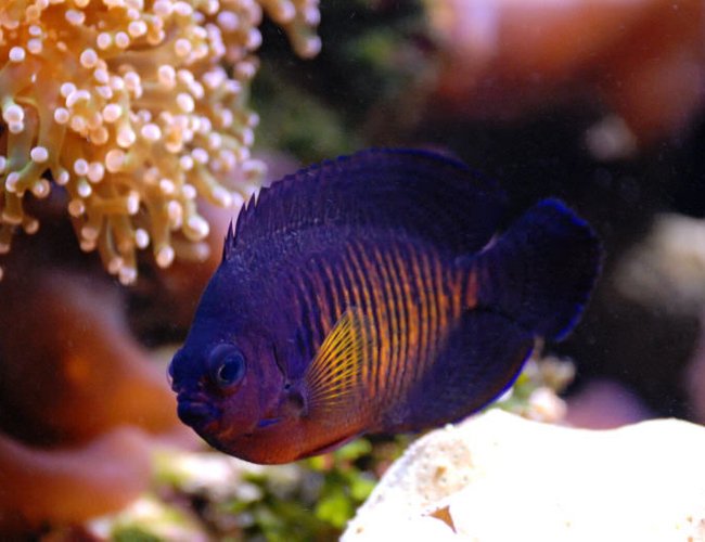saltwater fish - centropyge bispinosa - coral beauty angelfish stocking in 125 gallons tank - Coral Beauty Angel in 125 reef saltwater fish - centropyge bispinosa - coral beauty angelfish stocking in 125 gallons tank - Coral Beauty Angel in 125 reef