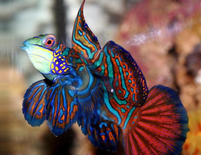 saltwater fish - pterosynchiropus splendidus var. - red mandarin stocking in 24 gallons tank - Mandarin Dragonet, Synchiropus Splendidus, My beloved "Mr. Mandarin" met his fate when I tried to catch the fuzzy dwarf and the two fish collided. The dragonet was poisoned and died hours later. I had him for a year. saltwater fish - pterosynchiropus splendidus var. - red mandarin stocking in 24 gallons tank - Mandarin Dragonet, Synchiropus Splendidus, My beloved "Mr. Mandarin" met his fate when I tried to catch the fuzzy dwarf and the two fish collided. The dragonet was poisoned and died hours later. I had him for a year.