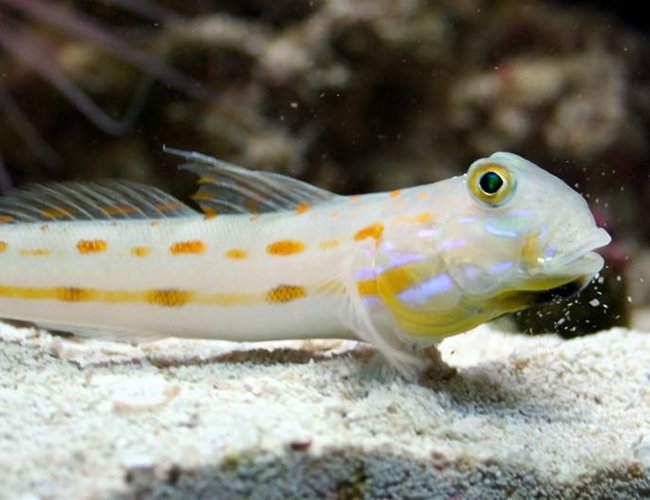 saltwater fish - valencienna puellaris - diamond watchman goby stocking in 24 gallons tank - drOrange Diamond Gobyibbling some sand off his lip saltwater fish - valencienna puellaris - diamond watchman goby stocking in 24 gallons tank - drOrange Diamond Gobyibbling some sand off his lip