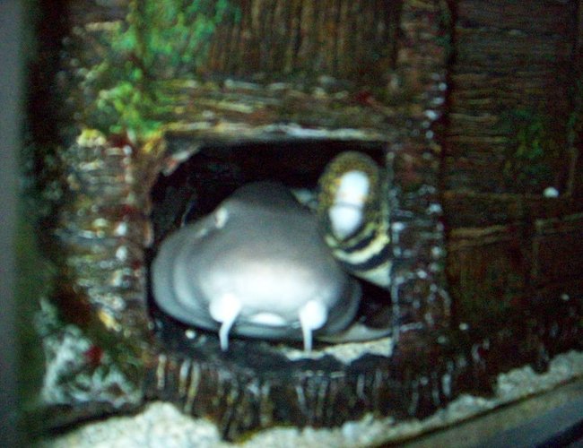 saltwater fish - echidna nebulosa - snowflake eel stocking in 90 gallons tank - shark and snowflake hanging out saltwater fish - echidna nebulosa - snowflake eel stocking in 90 gallons tank - shark and snowflake hanging out