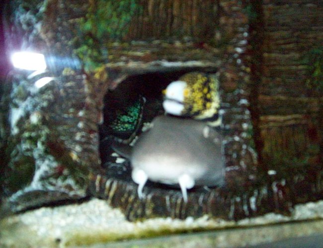 saltwater fish - echidna nebulosa - snowflake eel stocking in 90 gallons tank - shark+snowflake watching tv saltwater fish - echidna nebulosa - snowflake eel stocking in 90 gallons tank - shark+snowflake watching tv