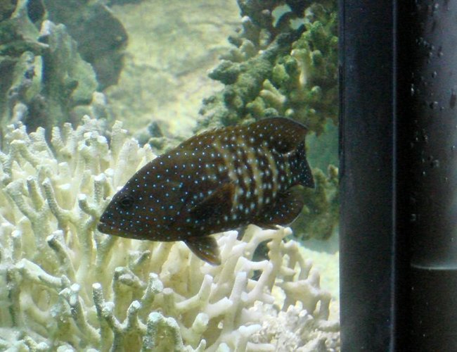 saltwater fish - cephalopholis miniatus - miniatus grouper stocking in 125 gallons tank - the grouper saltwater fish - cephalopholis miniatus - miniatus grouper stocking in 125 gallons tank - the grouper