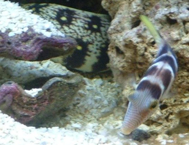 saltwater fish - canthigaster valentini - saddle valentini puffer stocking in 46 gallons tank - valentine puffer with eel passing by saltwater fish - canthigaster valentini - saddle valentini puffer stocking in 46 gallons tank - valentine puffer with eel passing by