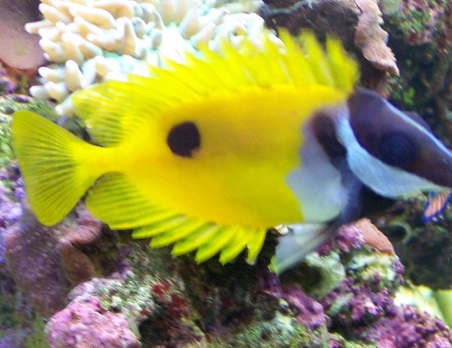 saltwater fish - siganus unimaculatus - one spot foxface stocking in 46 gallons tank - Foxface saltwater fish - siganus unimaculatus - one spot foxface stocking in 46 gallons tank - Foxface