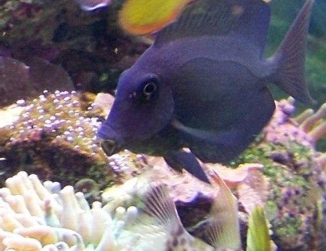 saltwater fish - acanthurus olivaceous - orangeshoulder tang stocking in 46 gallons tank saltwater fish - acanthurus olivaceous - orangeshoulder tang stocking in 46 gallons tank