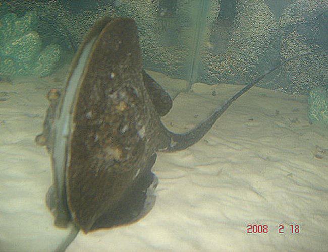 saltwater fish - urobatis halleri - round stingray - ray saltwater fish - urobatis halleri - round stingray - ray