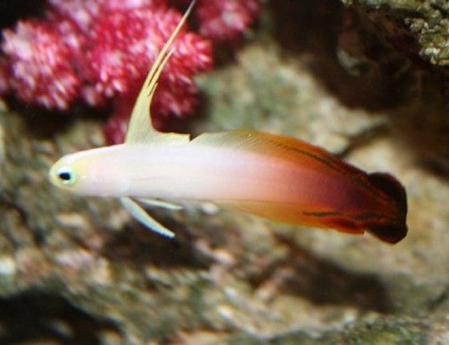 saltwater fish - nemateleotris magnifica - firefish stocking in 225 gallons tank - my little firefish saltwater fish - nemateleotris magnifica - firefish stocking in 225 gallons tank - my little firefish
