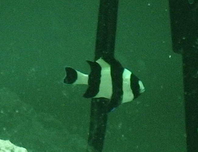 saltwater fish - dascyllus melanurus - four stripe damselfish stocking in 10 gallons tank - This is my 4 stripe damselfish named Jail Bird. This fish is about 3/4 of an inch. saltwater fish - dascyllus melanurus - four stripe damselfish stocking in 10 gallons tank - This is my 4 stripe damselfish named Jail Bird. This fish is about 3/4 of an inch.