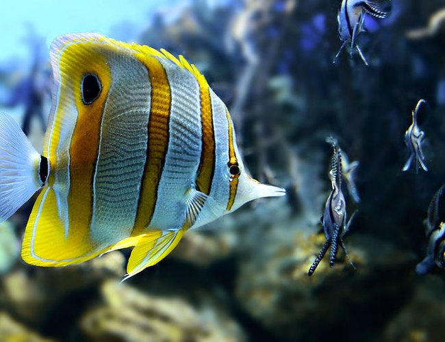 saltwater fish - chelmon rostratus - copperband butterflyfish stocking in 46 gallons tank - Copper Banded Butterfly saltwater fish - chelmon rostratus - copperband butterflyfish stocking in 46 gallons tank - Copper Banded Butterfly