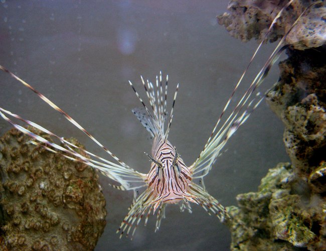saltwater fish - pterois russelli - russell's lionfish stocking in 30 gallons tank - Juvenile Red Lionfish saltwater fish - pterois russelli - russell's lionfish stocking in 30 gallons tank - Juvenile Red Lionfish