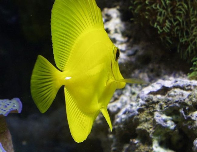 saltwater fish - zebrasoma flavescens - yellow tang - hawaii stocking in 125 gallons tank - my yellow tang saltwater fish - zebrasoma flavescens - yellow tang - hawaii stocking in 125 gallons tank - my yellow tang