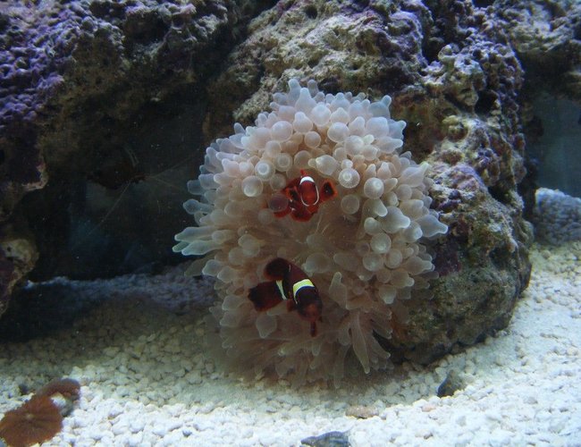 saltwater fish - premnas biaculeatus - maroon clownfish stocking in 75 gallons tank - My maroon clowns saltwater fish - premnas biaculeatus - maroon clownfish stocking in 75 gallons tank - My maroon clowns