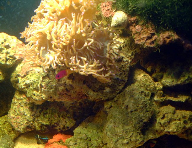 saltwater fish - pictichromis paccagnellae - bicolor dottyback stocking in 75 gallons tank - one corner of tank saltwater fish - pictichromis paccagnellae - bicolor dottyback stocking in 75 gallons tank - one corner of tank