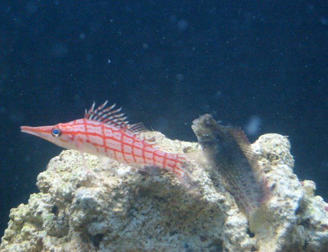 saltwater fish - oxycirrhites typus - longnose hawkfish stocking in 65 gallons tank - algae blenny and longnose hawkfish hanging out saltwater fish - oxycirrhites typus - longnose hawkfish stocking in 65 gallons tank - algae blenny and longnose hawkfish hanging out