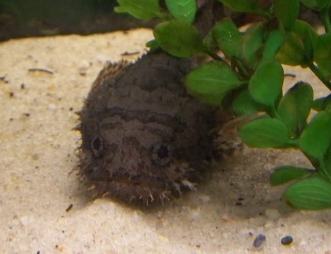 saltwater fish - diodon holocanthus - porcupine puffer stocking in 29 gallons tank - Oscar posing for the camera(RIP). saltwater fish - diodon holocanthus - porcupine puffer stocking in 29 gallons tank - Oscar posing for the camera(RIP).