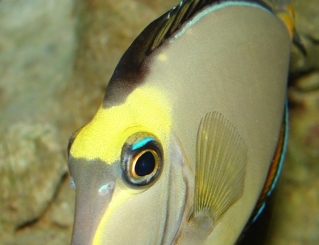 saltwater fish - naso lituratus - naso tang stocking in 29 gallons tank - naso saltwater fish - naso lituratus - naso tang stocking in 29 gallons tank - naso