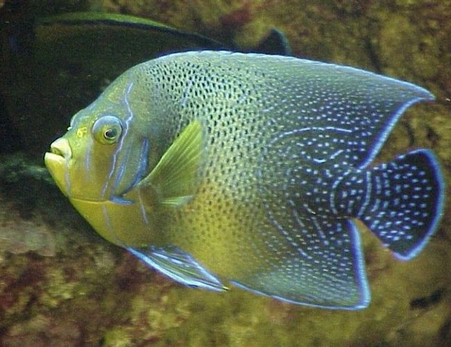 saltwater fish - pomacanthus semicirculatus - koran angelfish stocking in 55 gallons tank - Koran Angel saltwater fish - pomacanthus semicirculatus - koran angelfish stocking in 55 gallons tank - Koran Angel