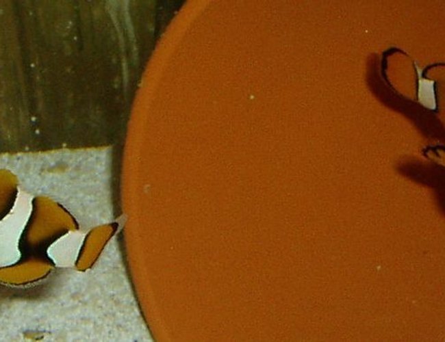 saltwater fish - amphiprion percula - true percula clownfish stocking in 155 gallons tank - Male & Female Percula Clowns in Quarantine Tank saltwater fish - amphiprion percula - true percula clownfish stocking in 155 gallons tank - Male & Female Percula Clowns in Quarantine Tank