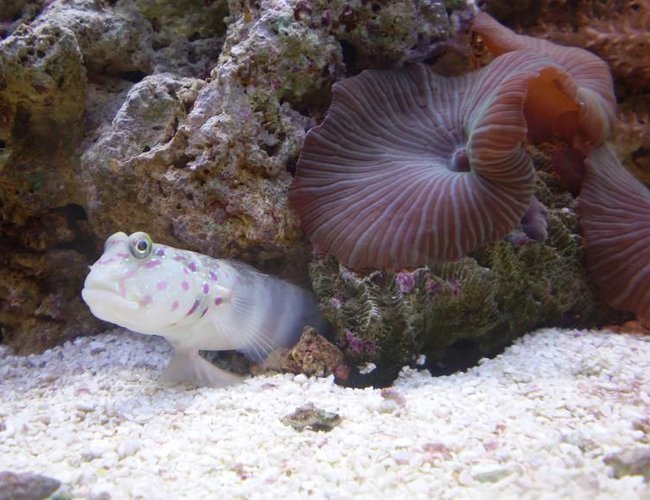 saltwater fish - cryptocentrus leptocephalus - pink spotted watchman goby stocking in 70 gallons tank - *OLD TANK* MY PINK SPOTTED GOBY SITTING ON HIS LITTLE BARSTOOL saltwater fish - cryptocentrus leptocephalus - pink spotted watchman goby stocking in 70 gallons tank - *OLD TANK* MY PINK SPOTTED GOBY SITTING ON HIS LITTLE BARSTOOL