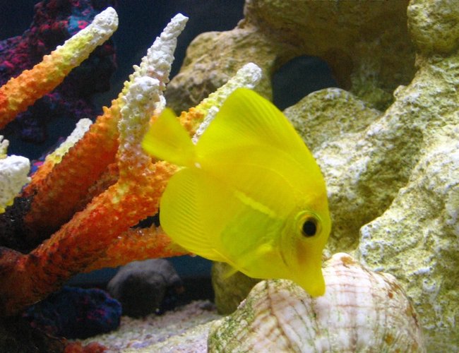 saltwater fish - zebrasoma flavescens - yellow tang - hawaii stocking in 105 gallons tank - Zebrasoma Flavescens saltwater fish - zebrasoma flavescens - yellow tang - hawaii stocking in 105 gallons tank - Zebrasoma Flavescens