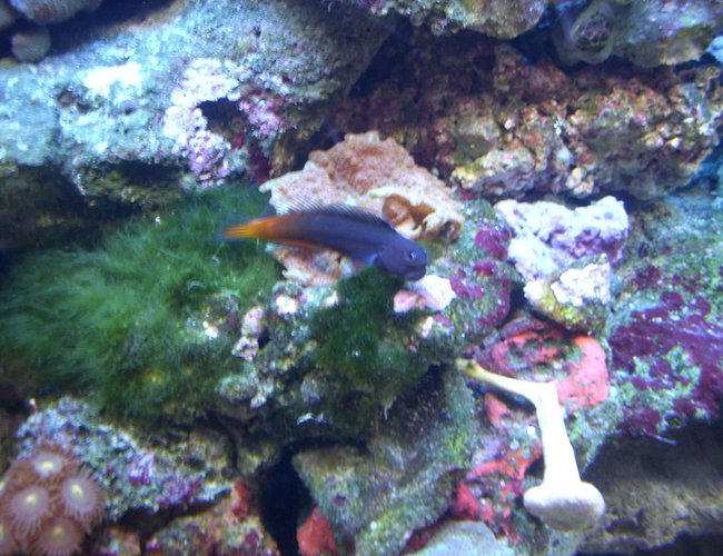 saltwater fish - ecsenius bicolor - bicolor blenny stocking in 55 gallons tank - Bicolor Blenny saltwater fish - ecsenius bicolor - bicolor blenny stocking in 55 gallons tank - Bicolor Blenny
