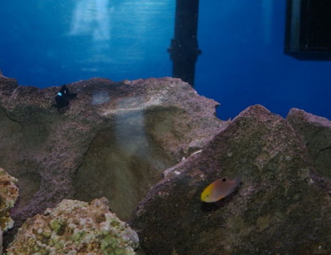 saltwater fish - chrysiptera talboti - talbot's damselfish stocking in 40 gallons tank - unknown damsel and three spot damsel saltwater fish - chrysiptera talboti - talbot's damselfish stocking in 40 gallons tank - unknown damsel and three spot damsel