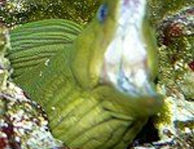 saltwater fish - gymnothorax funebris - green eel stocking in 110 gallons tank - green yawns saltwater fish - gymnothorax funebris - green eel stocking in 110 gallons tank - green yawns
