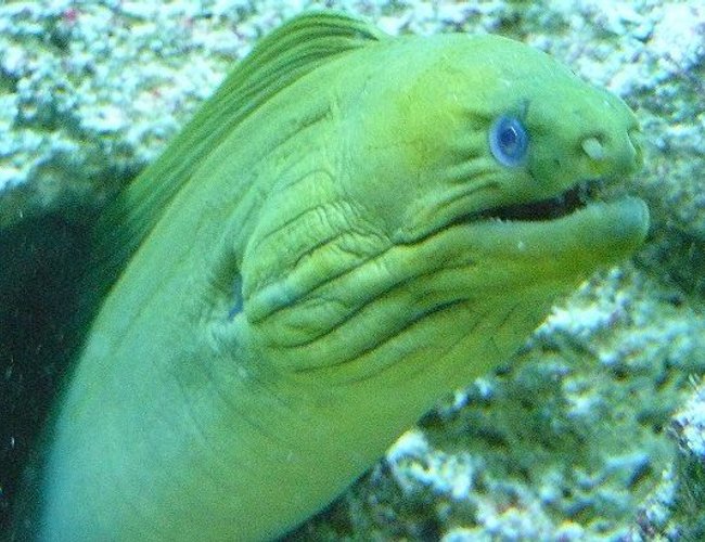 saltwater fish - gymnothorax funebris - green eel stocking in 110 gallons tank - greeny hanging out one of his holes saltwater fish - gymnothorax funebris - green eel stocking in 110 gallons tank - greeny hanging out one of his holes