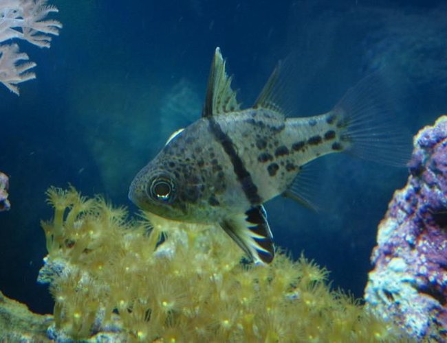 saltwater fish - sphaeramia orbicularis - orbicular cardinal stocking in 37 gallons tank - Archibald the Orbicular cardinal saltwater fish - sphaeramia orbicularis - orbicular cardinal stocking in 37 gallons tank - Archibald the Orbicular cardinal