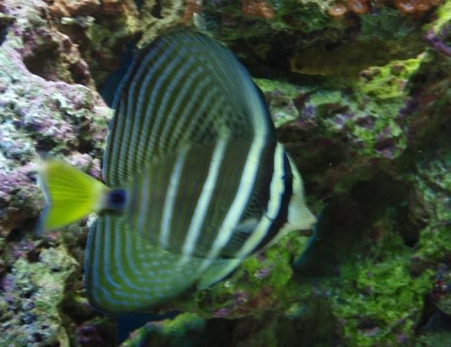 saltwater fish - zebrasoma veliferum - sailfin tang stocking in 37 gallons tank - red sea sailfin saltwater fish - zebrasoma veliferum - sailfin tang stocking in 37 gallons tank - red sea sailfin