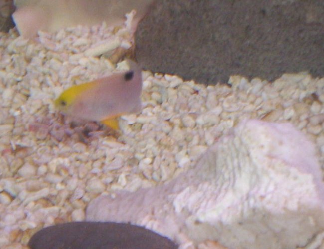 saltwater fish - chrysiptera talboti - talbot's damselfish stocking in 40 gallons tank - unknown species of damsel and if any body knows what it is leave a comment saltwater fish - chrysiptera talboti - talbot's damselfish stocking in 40 gallons tank - unknown species of damsel and if any body knows what it is leave a comment