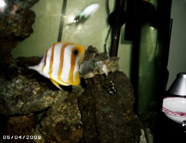 saltwater fish - chelmon rostratus - copperband butterflyfish stocking in 48 gallons tank - My copper #1 saltwater fish - chelmon rostratus - copperband butterflyfish stocking in 48 gallons tank - My copper #1