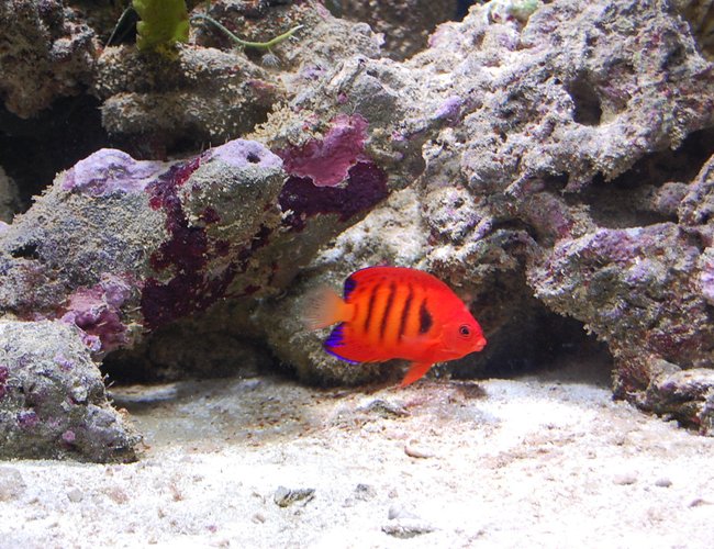 saltwater fish - centropyge loriculus - flame angelfish stocking in 40 gallons tank - My Flame Angel saltwater fish - centropyge loriculus - flame angelfish stocking in 40 gallons tank - My Flame Angel