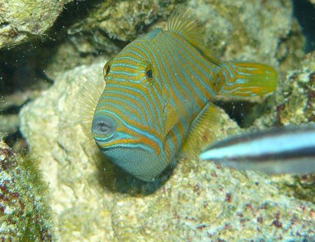 saltwater fish - balistapus undulatus - undulate triggerfish stocking in 110 gallons tank - Undulated Trigger saltwater fish - balistapus undulatus - undulate triggerfish stocking in 110 gallons tank - Undulated Trigger