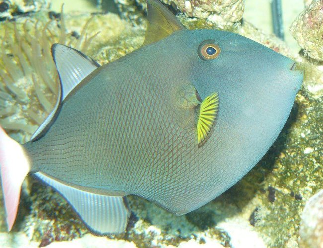 saltwater fish - melichthys vidua - pinktail triggerfish stocking in 110 gallons tank - pinktail triggerfish saltwater fish - melichthys vidua - pinktail triggerfish stocking in 110 gallons tank - pinktail triggerfish