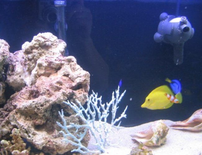 saltwater fish - zebrasoma flavescens - yellow tang - hawaii stocking in 100 gallons tank - blue tang, yellow tang and percula clown!! saltwater fish - zebrasoma flavescens - yellow tang - hawaii stocking in 100 gallons tank - blue tang, yellow tang and percula clown!!