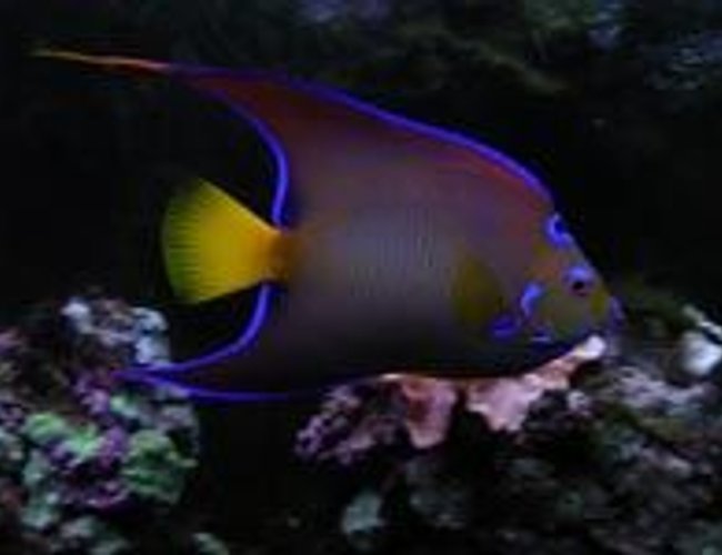 saltwater fish - holacanthus ciliaris - queen angelfish stocking in 55 gallons tank - Queen angel in front of tank. saltwater fish - holacanthus ciliaris - queen angelfish stocking in 55 gallons tank - Queen angel in front of tank.