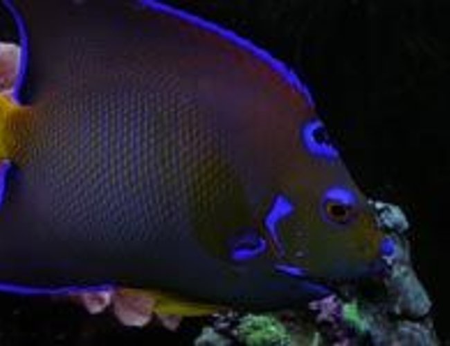 saltwater fish - holacanthus ciliaris - queen angelfish stocking in 55 gallons tank - same fish. saltwater fish - holacanthus ciliaris - queen angelfish stocking in 55 gallons tank - same fish.
