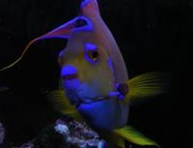 saltwater fish - holacanthus ciliaris - queen angelfish stocking in 55 gallons tank - Hi! Feeding time! saltwater fish - holacanthus ciliaris - queen angelfish stocking in 55 gallons tank - Hi! Feeding time!