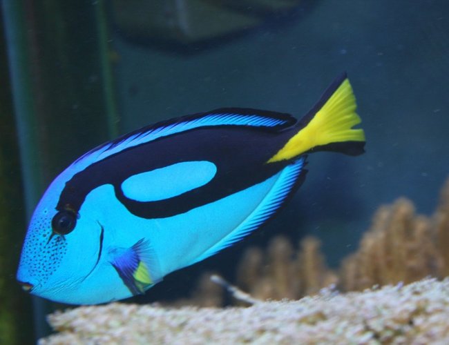 saltwater fish - paracanthurus hepatus - blue tang stocking in 200 gallons tank - My Blue (hippo) tang, as yet unnamed, saltwater fish - paracanthurus hepatus - blue tang stocking in 200 gallons tank - My Blue (hippo) tang, as yet unnamed,