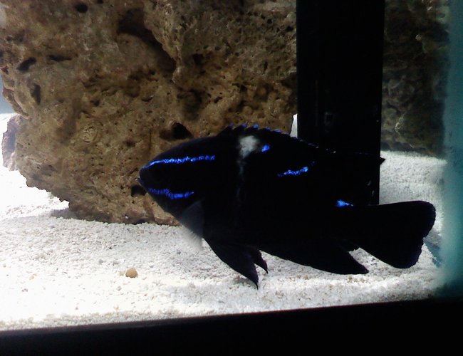 saltwater fish - neoglyphidodon oxyodon - black velvet damsel stocking in 75 gallons tank - Black Velvet Damsel saltwater fish - neoglyphidodon oxyodon - black velvet damsel stocking in 75 gallons tank - Black Velvet Damsel