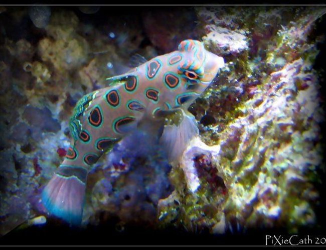 saltwater fish - synchiropus picturatus - spotted mandarin stocking in 125 gallons tank - target mandarin saltwater fish - synchiropus picturatus - spotted mandarin stocking in 125 gallons tank - target mandarin