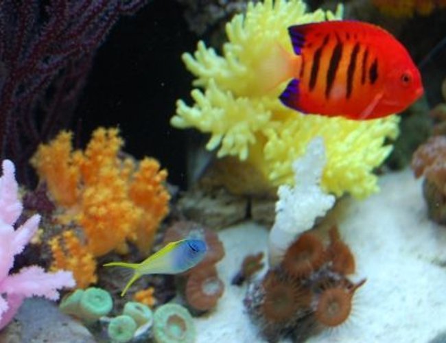 saltwater fish - centropyge loriculus - flame angelfish stocking in 60 gallons tank - Scissortail goby, and our flame angel
(IF YOU DO NOT LIKE OUR PICTURES THEN YOU DO NOT HAVE TO LOOK AT THEM, BUT VOTING 0 IS VERY NEGATIVE ON YOUR PART) PLEASE JUST MOVE ON - THANKS!!!! saltwater fish - centropyge loriculus - flame angelfish stocking in 60 gallons tank - Scissortail goby, and our flame angel
(IF YOU DO NOT LIKE OUR PICTURES THEN YOU DO NOT HAVE TO LOOK AT THEM, BUT VOTING 0 IS VERY NEGATIVE ON YOUR PART) PLEASE JUST MOVE ON - THANKS!!!!