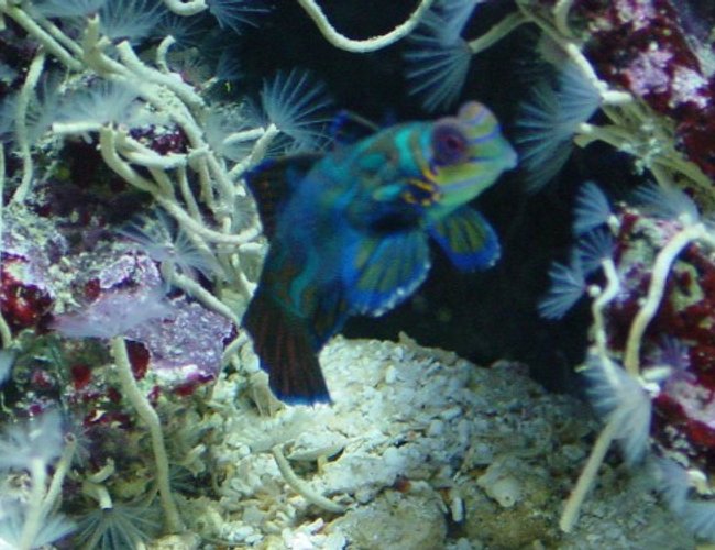 saltwater fish - synchiropus splendidus - green mandarin stocking in 155 gallons tank - mandarin saltwater fish - synchiropus splendidus - green mandarin stocking in 155 gallons tank - mandarin