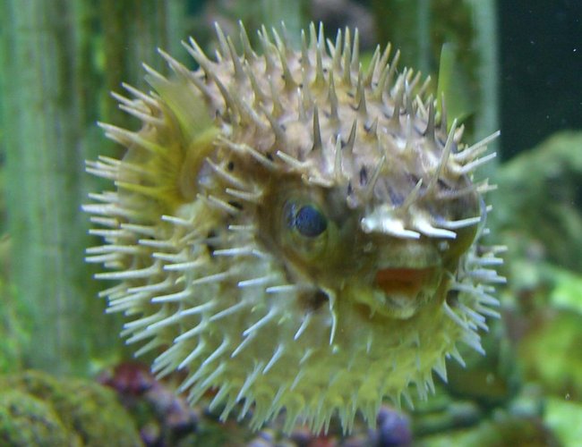 saltwater fish - diodon holocanthus - porcupine puffer stocking in 90 gallons tank - Porky saltwater fish - diodon holocanthus - porcupine puffer stocking in 90 gallons tank - Porky